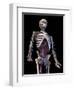 3/4 upper body front view of human skeletal and vascular systems, black background.-Leonello Calvetti-Framed Art Print