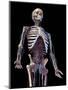 3/4 upper body front view of human skeletal and vascular systems, black background.-Leonello Calvetti-Mounted Art Print