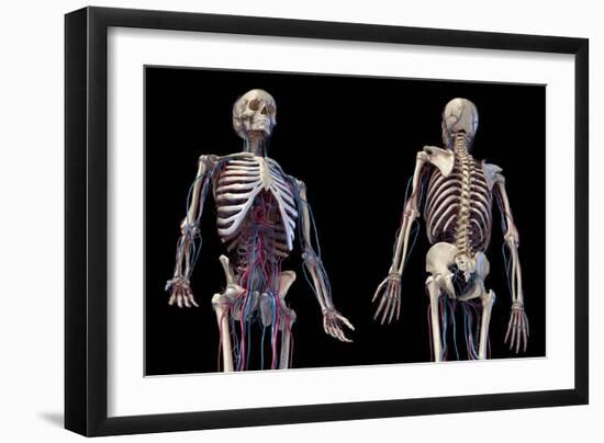 3/4 upper body view of human skeletal and vascular systems, black background.-Leonello Calvetti-Framed Art Print