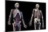 3/4 upper body view of human skeletal and vascular systems, black background.-Leonello Calvetti-Mounted Art Print