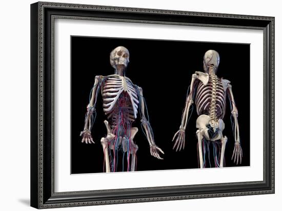 3/4 upper body view of human skeletal and vascular systems, black background.-Leonello Calvetti-Framed Art Print