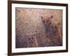 3 Bears-James W. Johnson-Framed Giclee Print