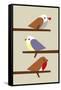 3 Birds-Dicky Bird-Framed Stretched Canvas