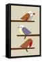 3 Birds-Dicky Bird-Framed Stretched Canvas