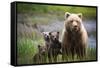 3 Cubs Stand Next To Their Mother Startled By River Otter Near The Coast Of Lake Clark NP In Alaska-Jay Goodrich-Framed Stretched Canvas