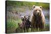 3 Cubs Stand Next To Their Mother Startled By River Otter Near The Coast Of Lake Clark NP In Alaska-Jay Goodrich-Stretched Canvas