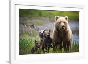3 Cubs Stand Next To Their Mother Startled By River Otter Near The Coast Of Lake Clark NP In Alaska-Jay Goodrich-Framed Photographic Print