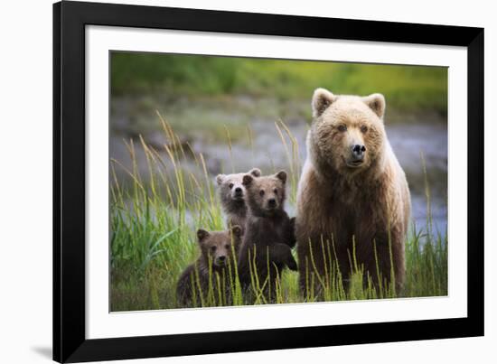 3 Cubs Stand Next To Their Mother Startled By River Otter Near The Coast Of Lake Clark NP In Alaska-Jay Goodrich-Framed Photographic Print