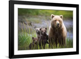 3 Cubs Stand Next To Their Mother Startled By River Otter Near The Coast Of Lake Clark NP In Alaska-Jay Goodrich-Framed Photographic Print