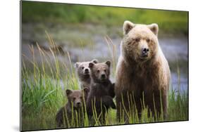 3 Cubs Stand Next To Their Mother Startled By River Otter Near The Coast Of Lake Clark NP In Alaska-Jay Goodrich-Mounted Photographic Print