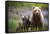 3 Cubs Stand Next To Their Mother Startled By River Otter Near The Coast Of Lake Clark NP In Alaska-Jay Goodrich-Framed Stretched Canvas