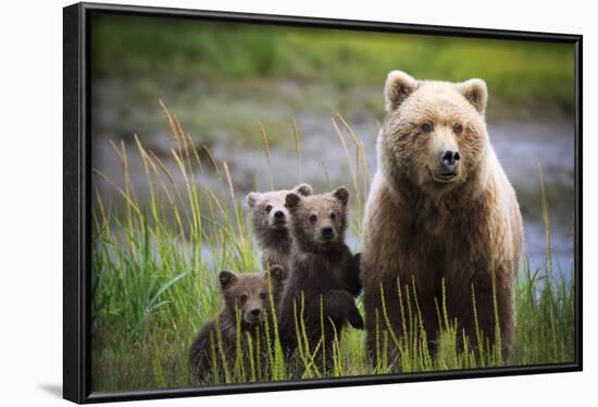 3 Cubs Stand Next To Their Mother Startled By River Otter Near The Coast Of Lake Clark NP In Alaska-Jay Goodrich-Framed Photographic Print