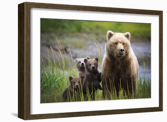 3 Cubs Stand Next To Their Mother Startled By River Otter Near The Coast Of Lake Clark NP In Alaska-Jay Goodrich-Framed Photographic Print