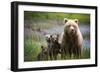 3 Cubs Stand Next To Their Mother Startled By River Otter Near The Coast Of Lake Clark NP In Alaska-Jay Goodrich-Framed Photographic Print