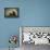 3 Cubs Stand Next To Their Mother Startled By River Otter Near The Coast Of Lake Clark NP In Alaska-Jay Goodrich-Framed Stretched Canvas displayed on a wall