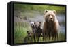 3 Cubs Stand Next To Their Mother Startled By River Otter Near The Coast Of Lake Clark NP In Alaska-Jay Goodrich-Framed Stretched Canvas