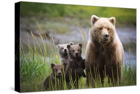 3 Cubs Stand Next To Their Mother Startled By River Otter Near The Coast Of Lake Clark NP In Alaska-Jay Goodrich-Stretched Canvas