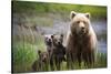 3 Cubs Stand Next To Their Mother Startled By River Otter Near The Coast Of Lake Clark NP In Alaska-Jay Goodrich-Stretched Canvas