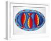 3 Fish on a Plate, 2004-Julie Nicholls-Framed Giclee Print
