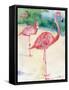 3 Flamingos-sylvia pimental-Framed Stretched Canvas