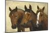 3 Horses-Kevin Dodds-Mounted Giclee Print