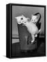 3 Kittens in a Handbag-null-Framed Stretched Canvas