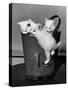 3 Kittens in a Handbag-null-Stretched Canvas