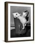 3 Kittens in a Handbag-null-Framed Photo