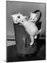 3 Kittens in a Handbag-null-Mounted Photo