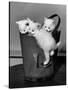 3 Kittens in a Handbag-null-Stretched Canvas