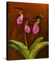 3 Ladyslippers with Hemlock-null-Stretched Canvas