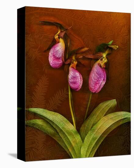 3 Ladyslippers with Hemlock-null-Stretched Canvas