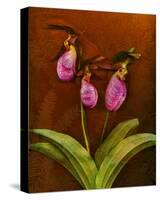 3 Ladyslippers with Hemlock-null-Stretched Canvas