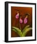 3 Ladyslippers with Hemlock-null-Framed Art Print