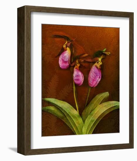 3 Ladyslippers with Hemlock-null-Framed Art Print