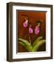 3 Ladyslippers with Hemlock-null-Framed Art Print