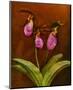 3 Ladyslippers with Hemlock-null-Mounted Art Print