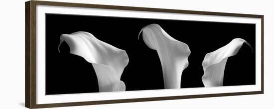 3 Lilies in a Row on Black-Tom Quartermaine-Framed Giclee Print