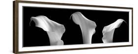 3 Lilies in a Row on Black-Tom Quartermaine-Framed Giclee Print