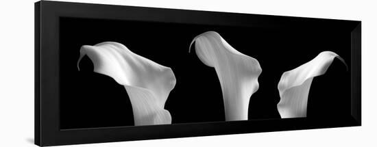 3 Lilies in a Row on Black-Tom Quartermaine-Framed Giclee Print