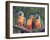 3 Macaws-David Stribbling-Framed Art Print