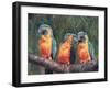 3 Macaws-David Stribbling-Framed Art Print
