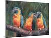 3 Macaws-David Stribbling-Mounted Art Print