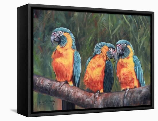 3 Macaws-David Stribbling-Framed Stretched Canvas