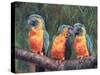 3 Macaws-David Stribbling-Stretched Canvas