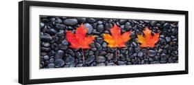 3 Maple Leaves-Steve Gadomski-Framed Premium Photographic Print