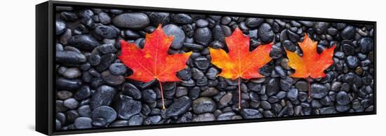 3 Maple Leaves-Steve Gadomski-Framed Stretched Canvas