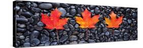 3 Maple Leaves-Steve Gadomski-Stretched Canvas