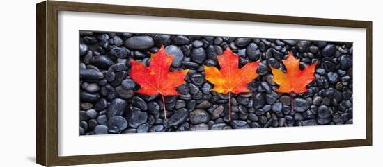 3 Maple Leaves-Steve Gadomski-Framed Photographic Print