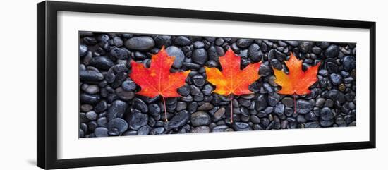 3 Maple Leaves-Steve Gadomski-Framed Photographic Print